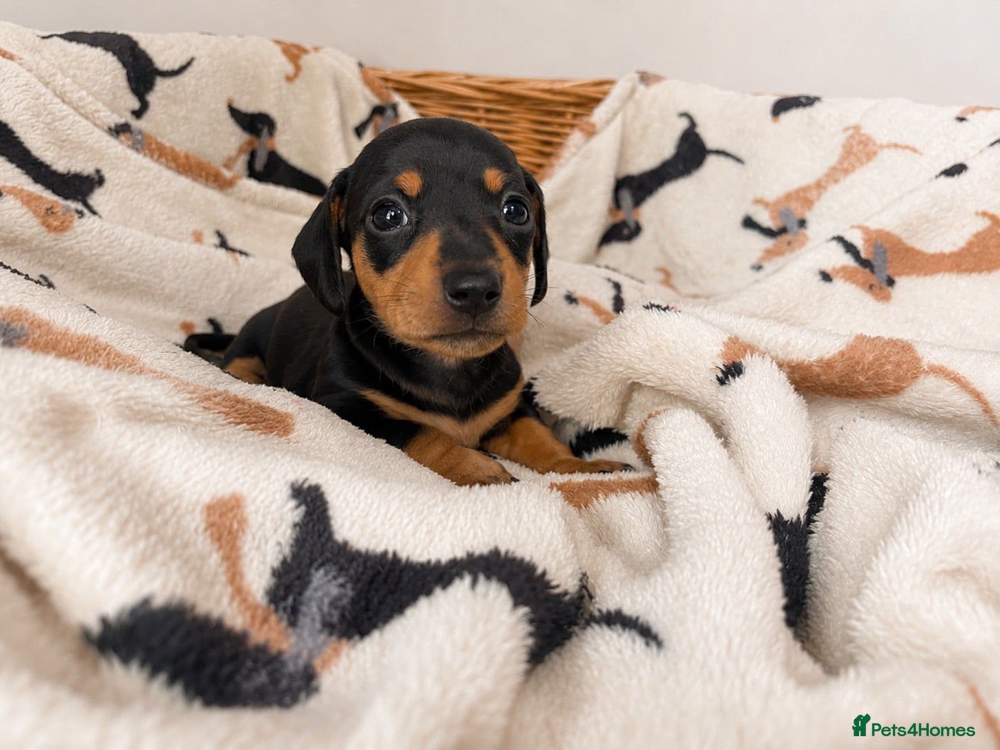 Miniature Dachshund dogs ✨Black & Tan Miniature Daschund Puppies ✨ - Advert 4
