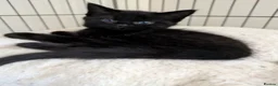 Maine Coon cats for sale: Maine coon kittens ready for new homes  in Carlisle - Advert 9