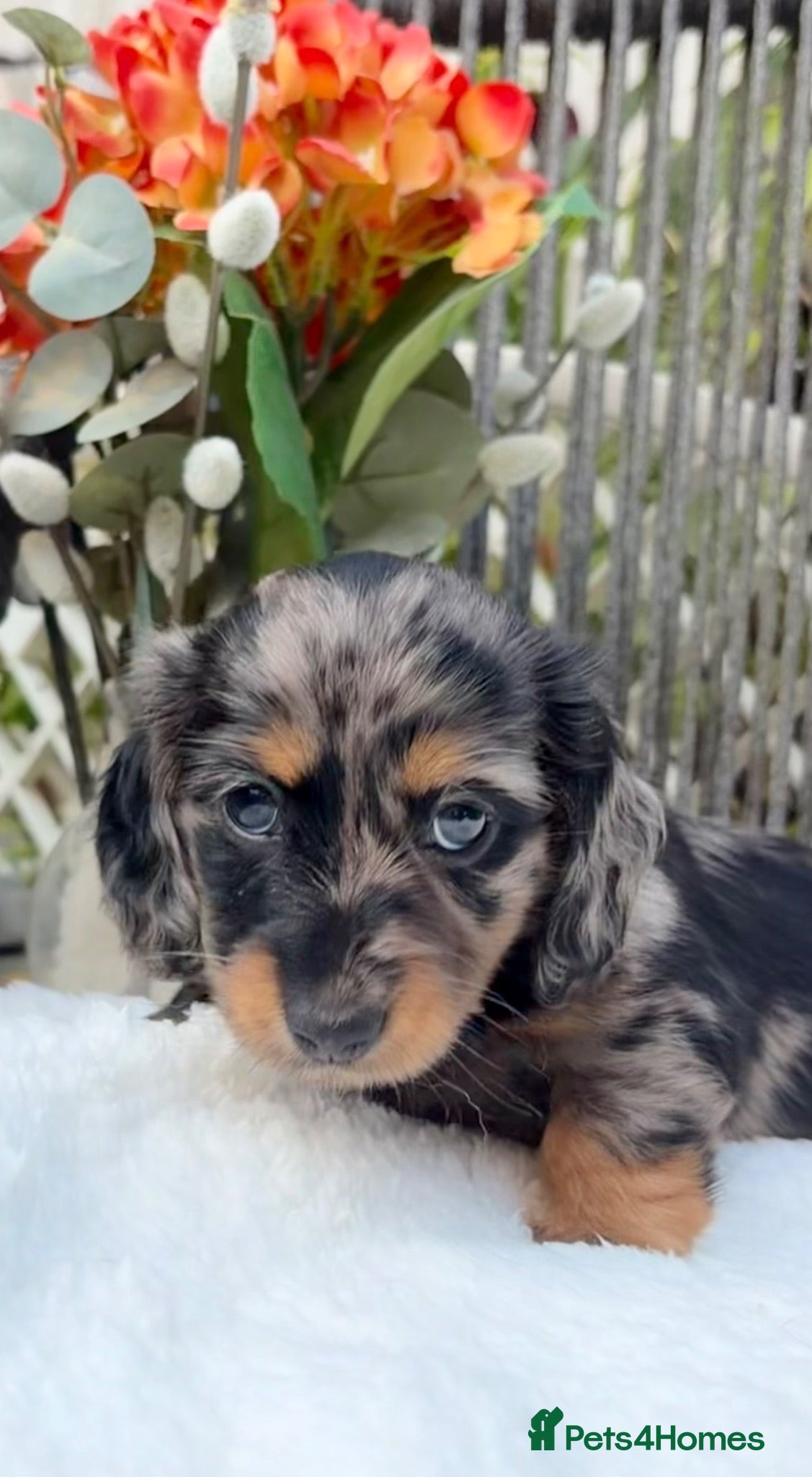 Miniature Dachshund dogs KC Reg, Health Tested Mini Longhaired Puppies  - Advert 2
