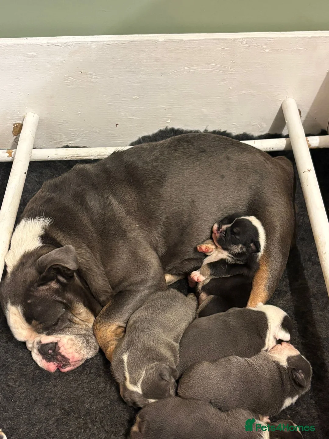 English Bulldog dogs for sale: Bulldog puppies  in Goole - Advert 2