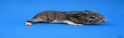 Guinea Pig rodents for sale: Lakeland boar baby - Advert 2