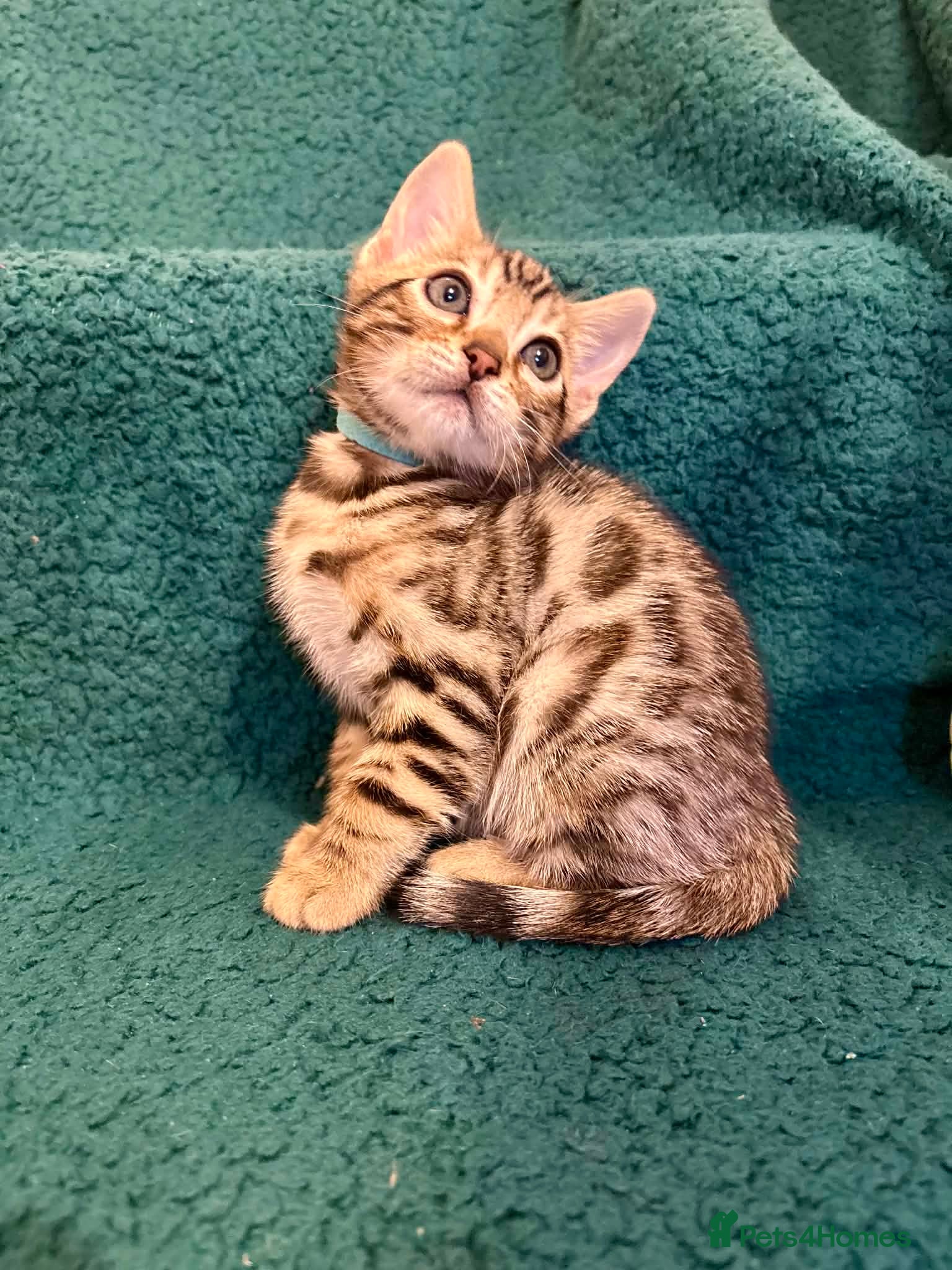 Bengal cats Beautiful Bengal Kittens - Advert 2