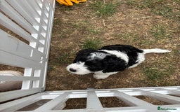 Cavapoo dogs for sale: Cavapoo puppies in Tewkesbury - Image 5
