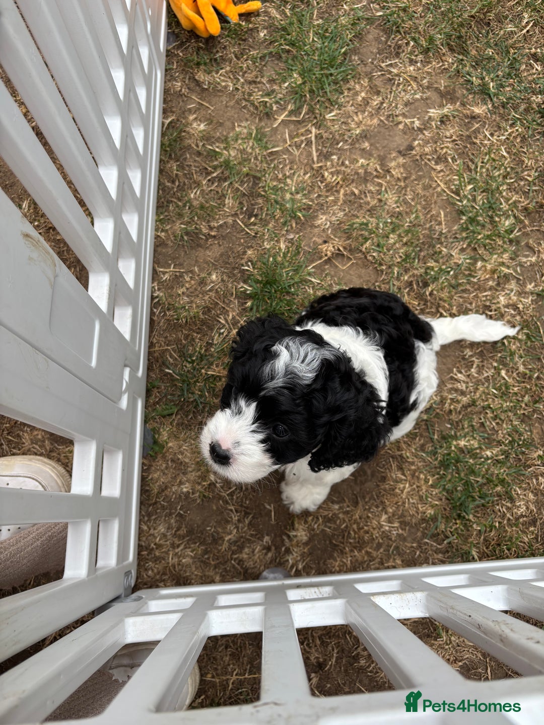 Cavapoo dogs for sale: Cavapoo puppies in Tewkesbury - Image 5
