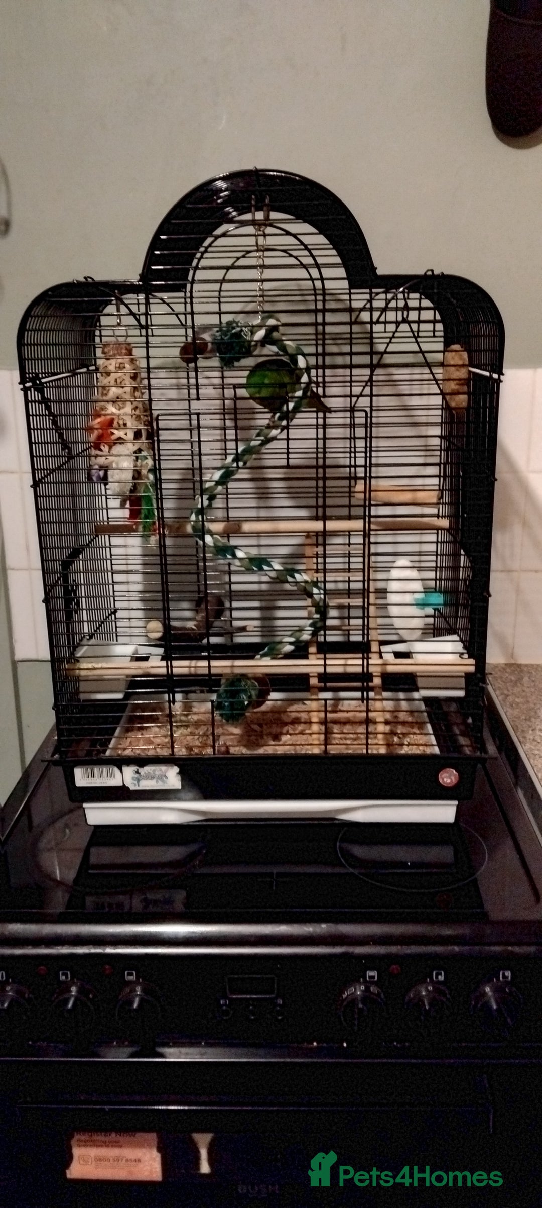 Parakeets birds for sale: Lineolated parakeet  - Advert 2