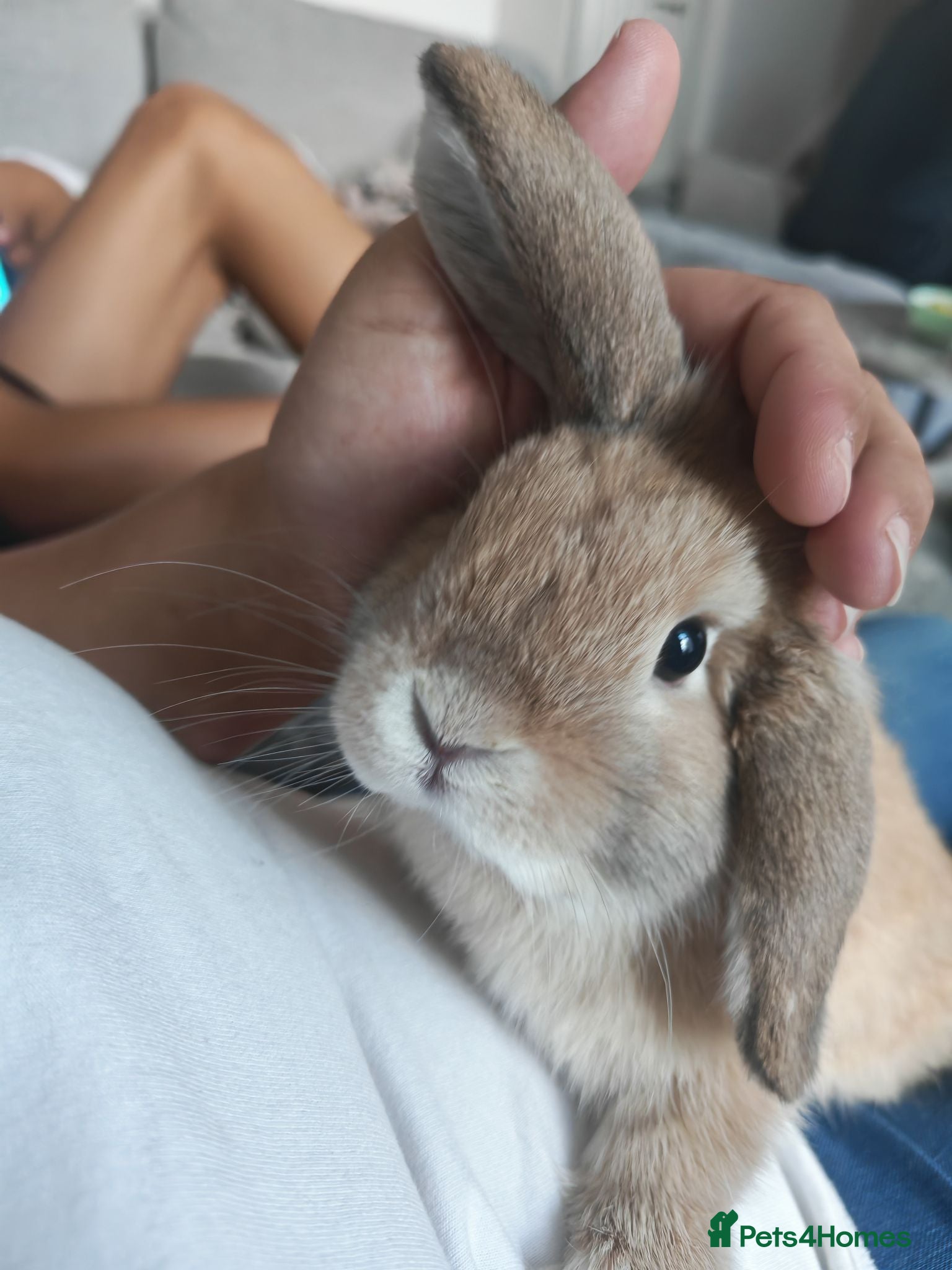 Mini Lop rabbits Two beautiful Mini Lops - Advert 14