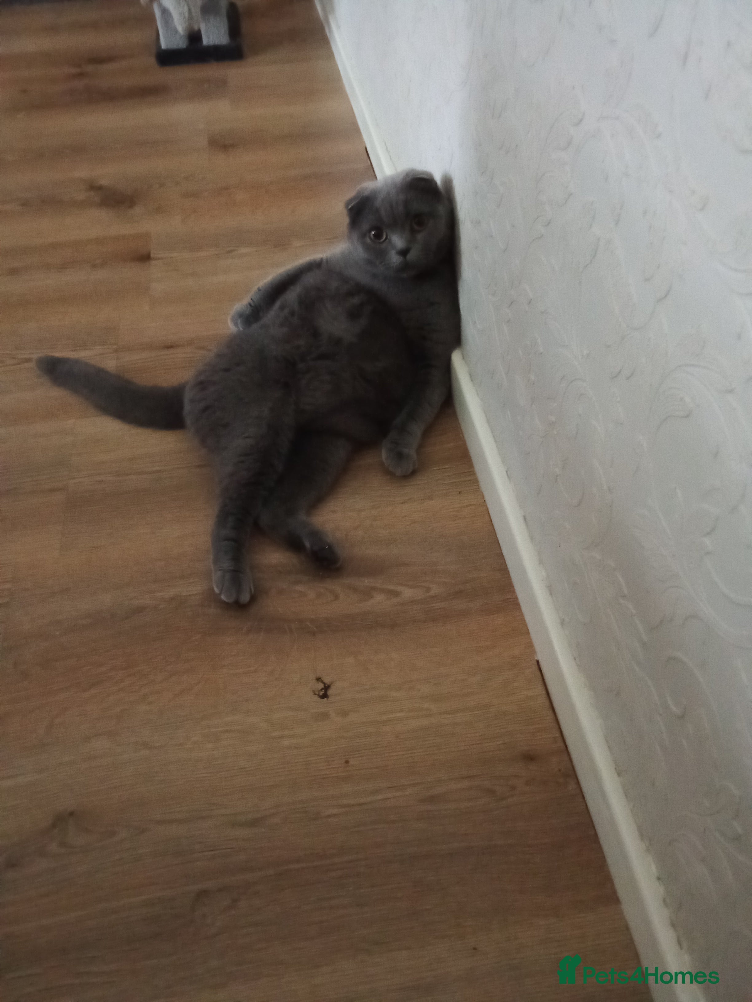 Scottish Fold cats Kittens - Advert 1