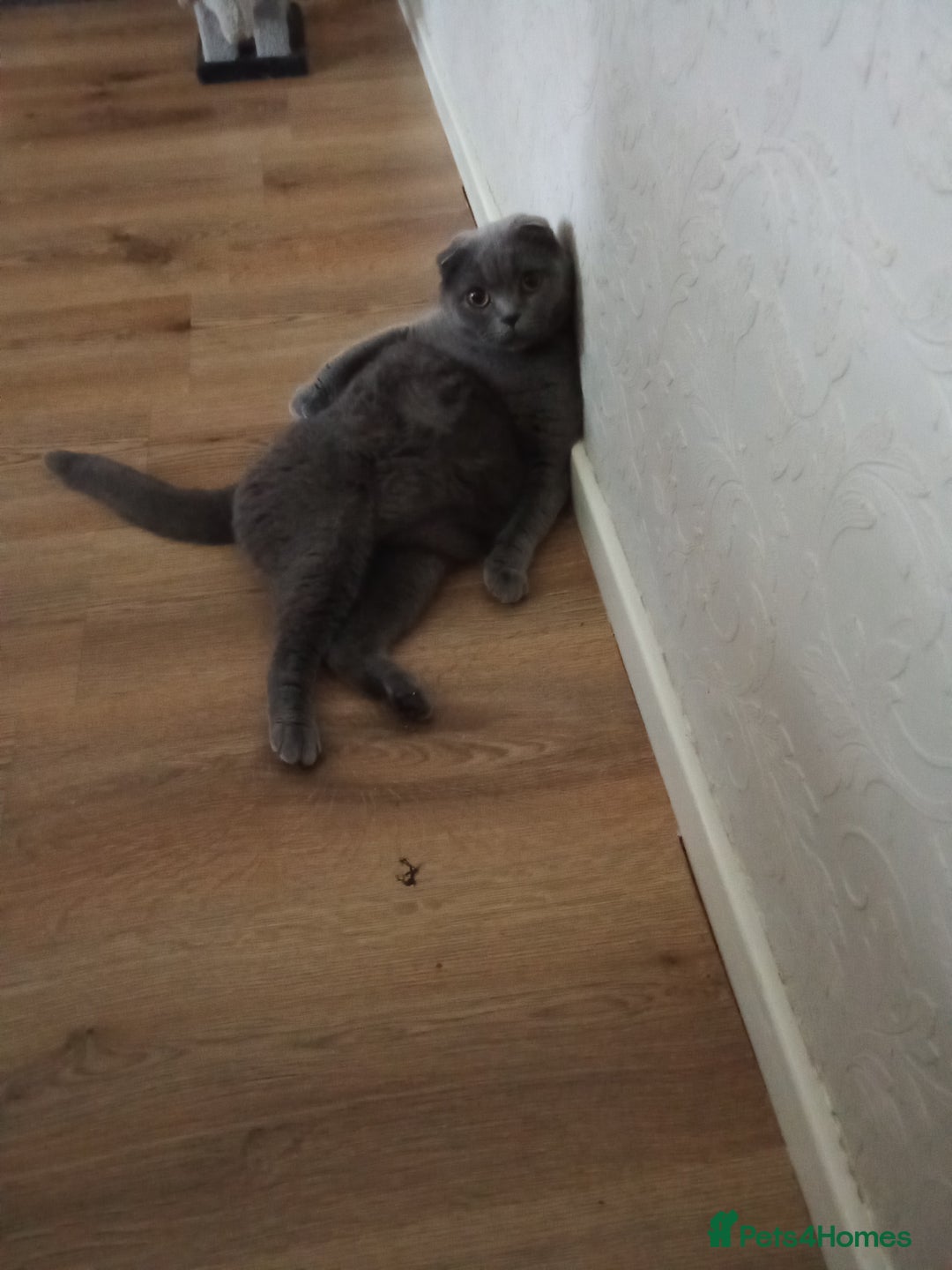 Scottish Fold cats for sale: Kittens - Advert 1