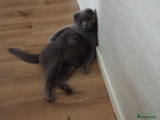 Scottish Fold cats Kittens - Advert 1