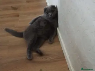 Scottish Fold cats Kittens - Advert 14