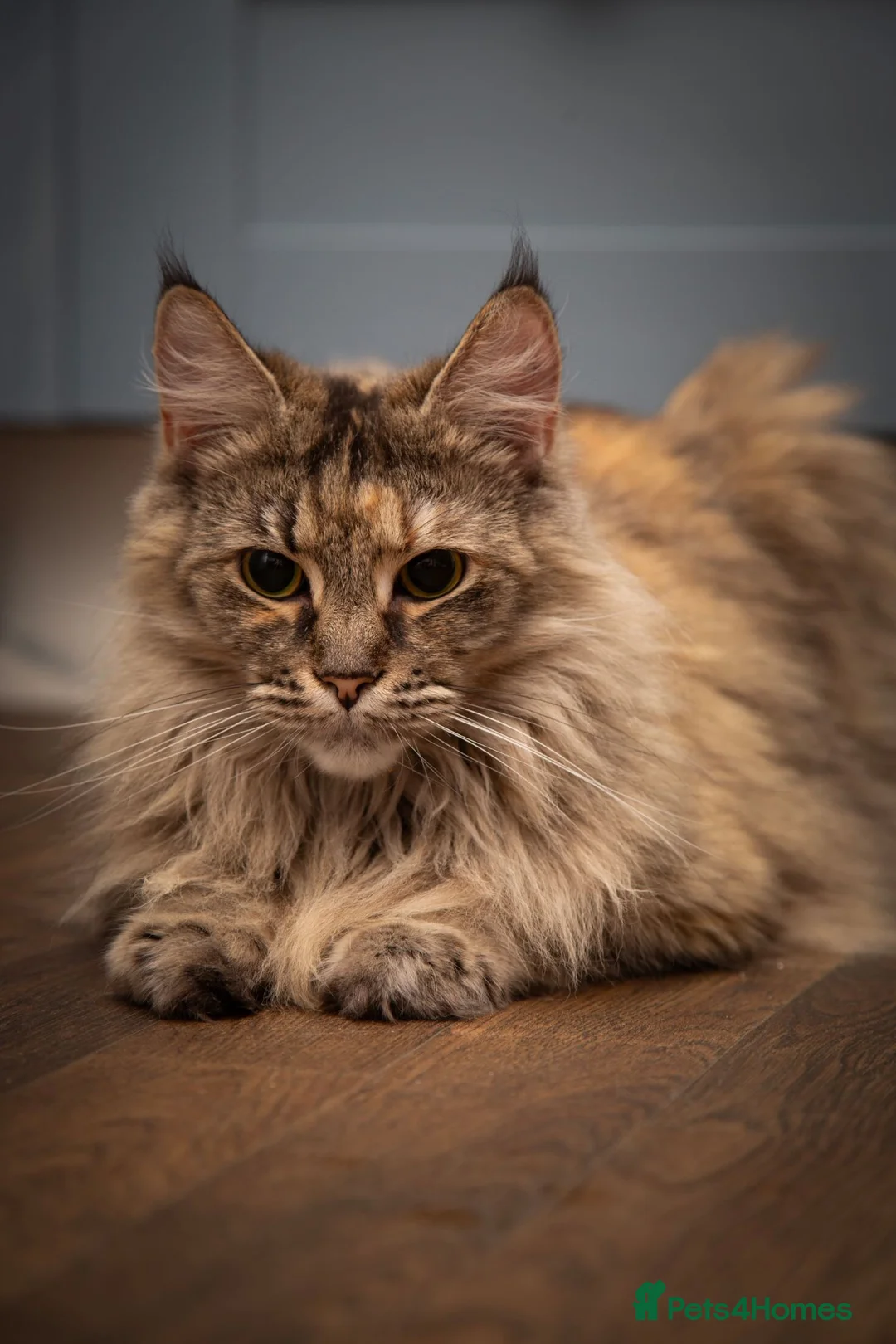 Maine Coon cats for sale: Female maine coone - Advert 2