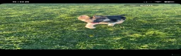 German Shepherd dogs for sale: Male German Shepherd reggie - Advert 3