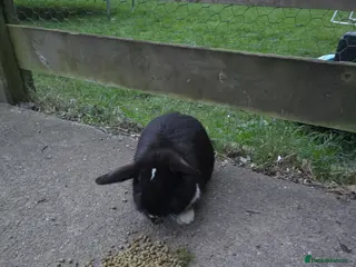 Mini Lop rabbits baby rabbit - Advert 19