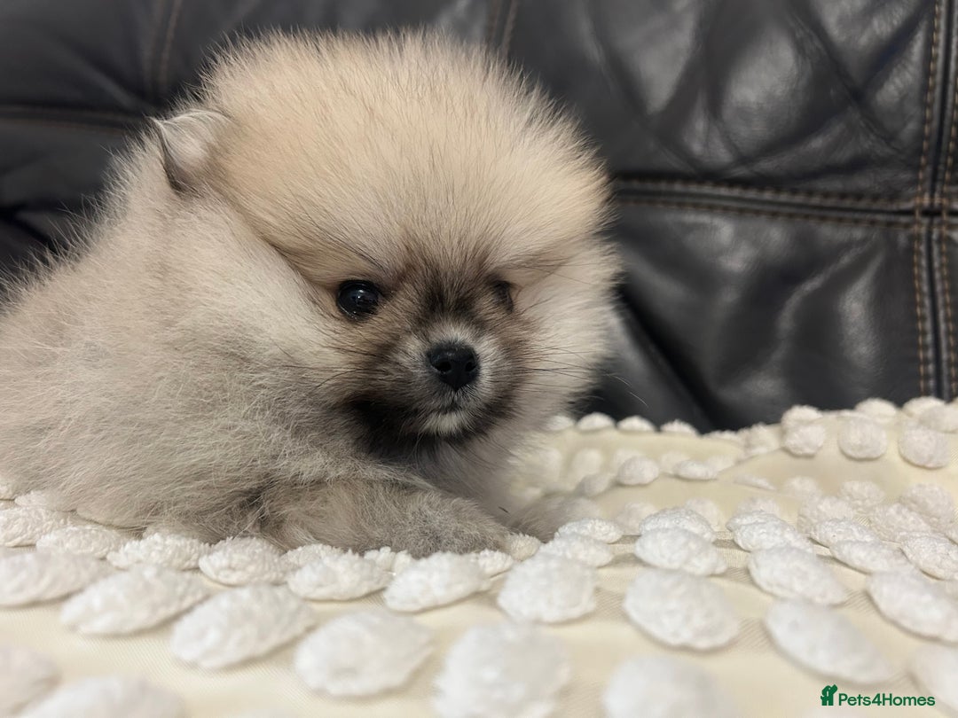 Pomeranian dogs for sale: Absolutely stunning true to type mini Pomeranian  - Advert 6