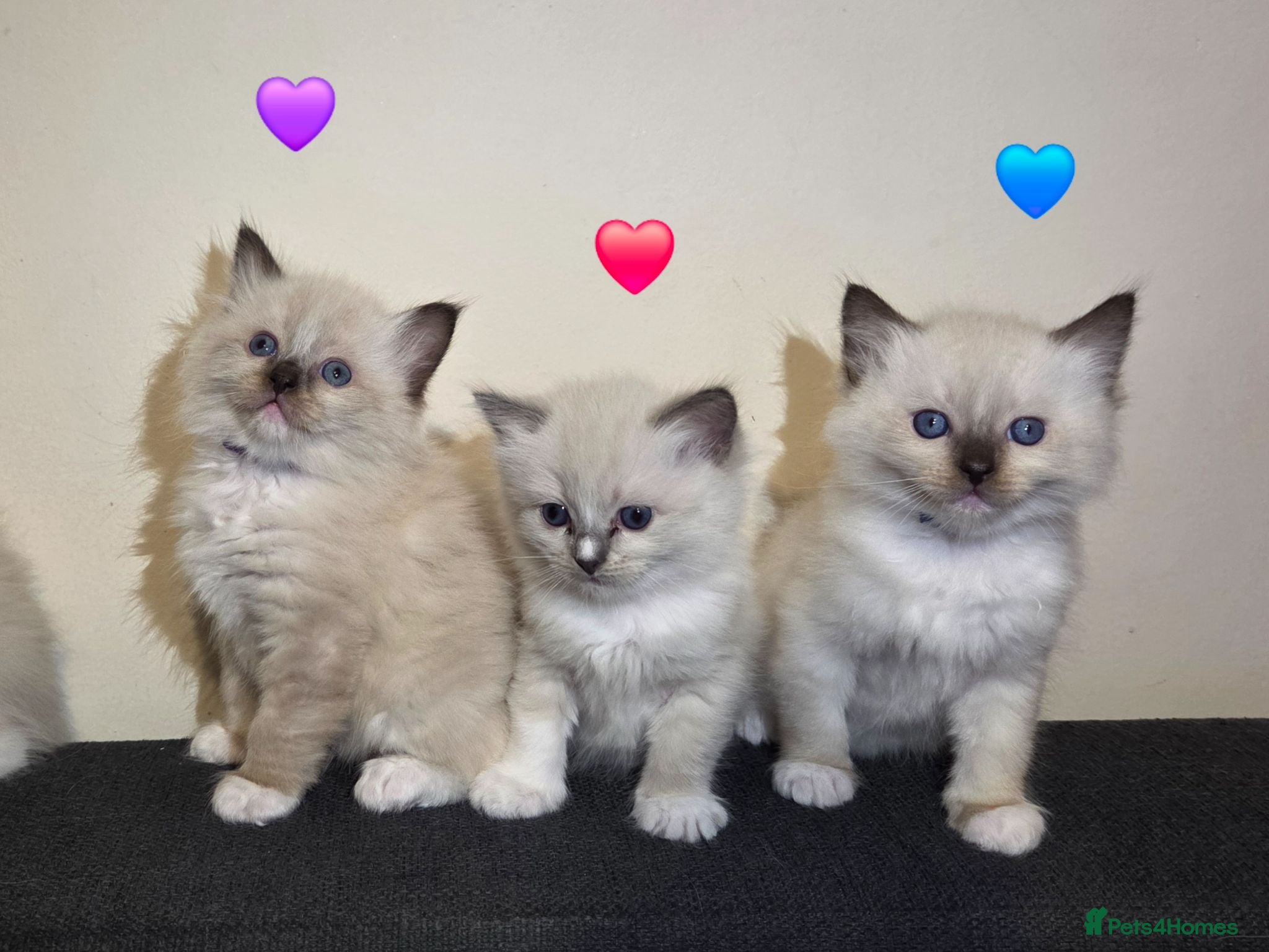 Ragdoll cats Pure Ragdoll Kittens  - Advert 15