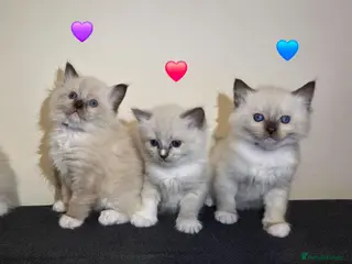Ragdoll cats Pure Ragdoll Kittens - Advert 1
