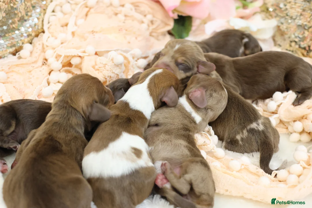 Miniature Dachshund dogs for sale: KC Miniature Dachshund Puppies - Advert 2