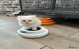 Persian cats for sale: Persian x kittens , 2 separate litters - Advert 36