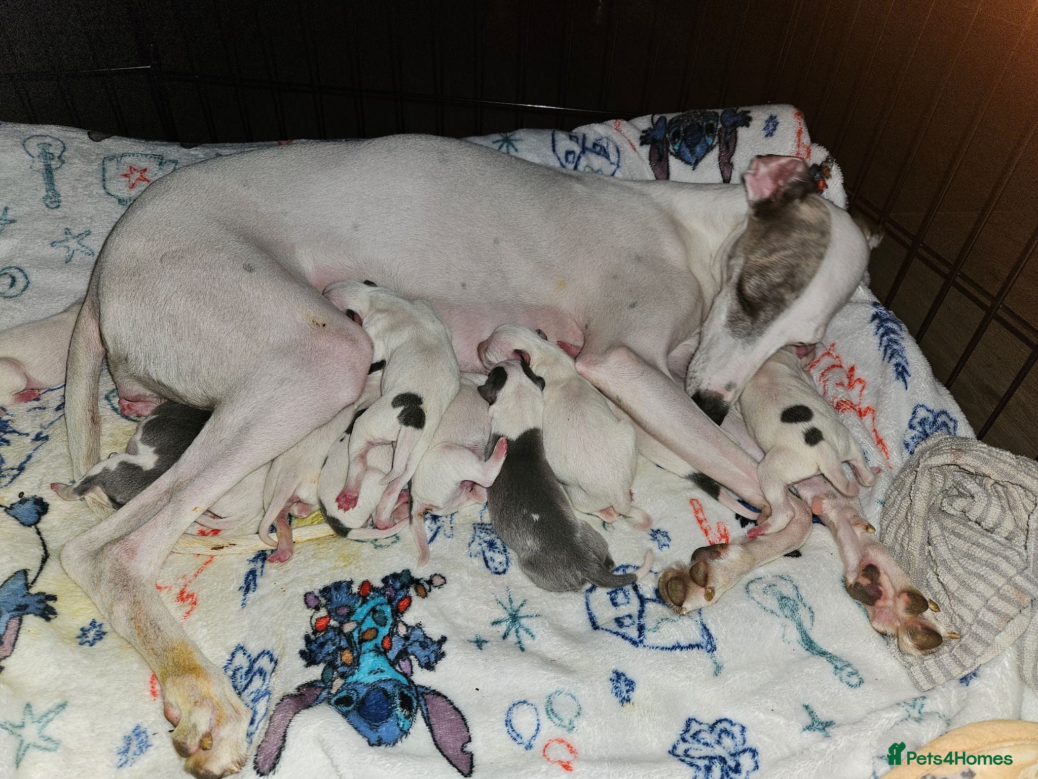 Mixed Breed dogs Whippet/ blue staffy puppies  - Advert 5