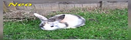 Mixed Breed rabbits for sale: Super cute rex x lop bunnies - Advert 2