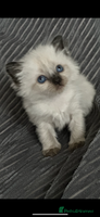 Ragdoll cats ♥️ ADORABLE GCCF BABIES 💙 - Advert 7