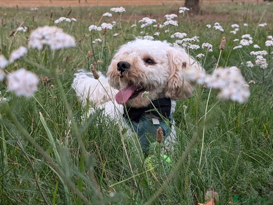 Maltipoo dogs for stud: Maltipoo(75% Toy Poodle, 25% Maltese) Boy for Stud - Image 3