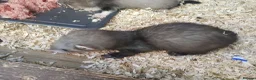 Ferret rodents for sale: Micro x semi angora - Advert 5