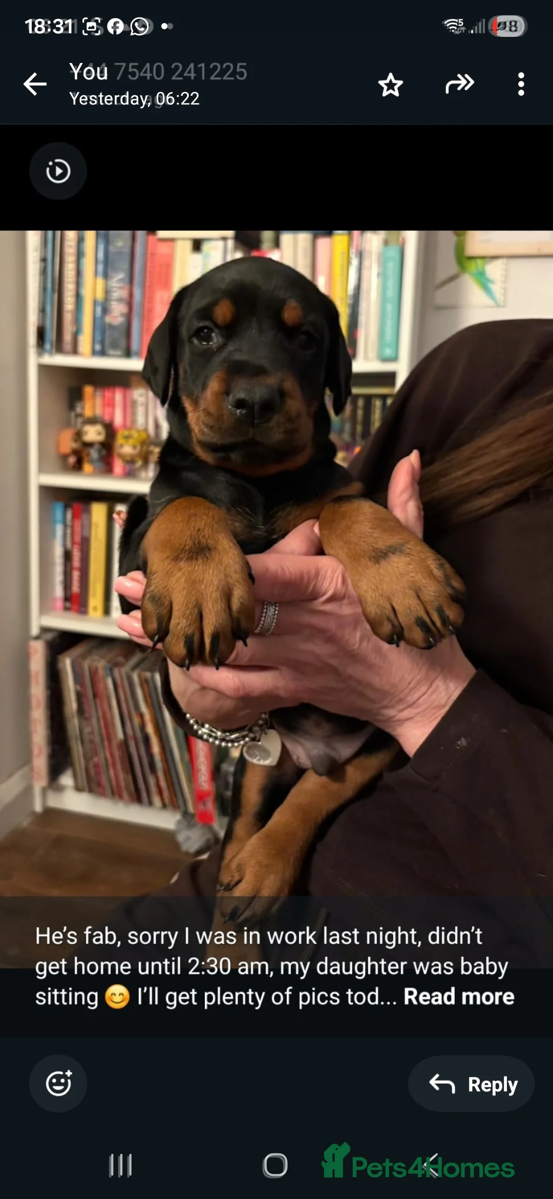 Dobermann dogs for sale: Trojanteam dobermanns puppies - Advert 4