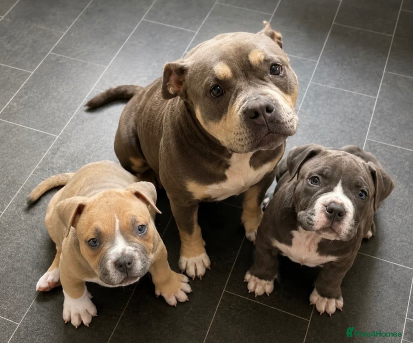 American Bully dogs American Bully Male - Advert 1