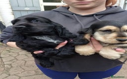 Cocker Spaniel dogs for sale: KC Registered Show type Cocker Spaniels  - Image 18