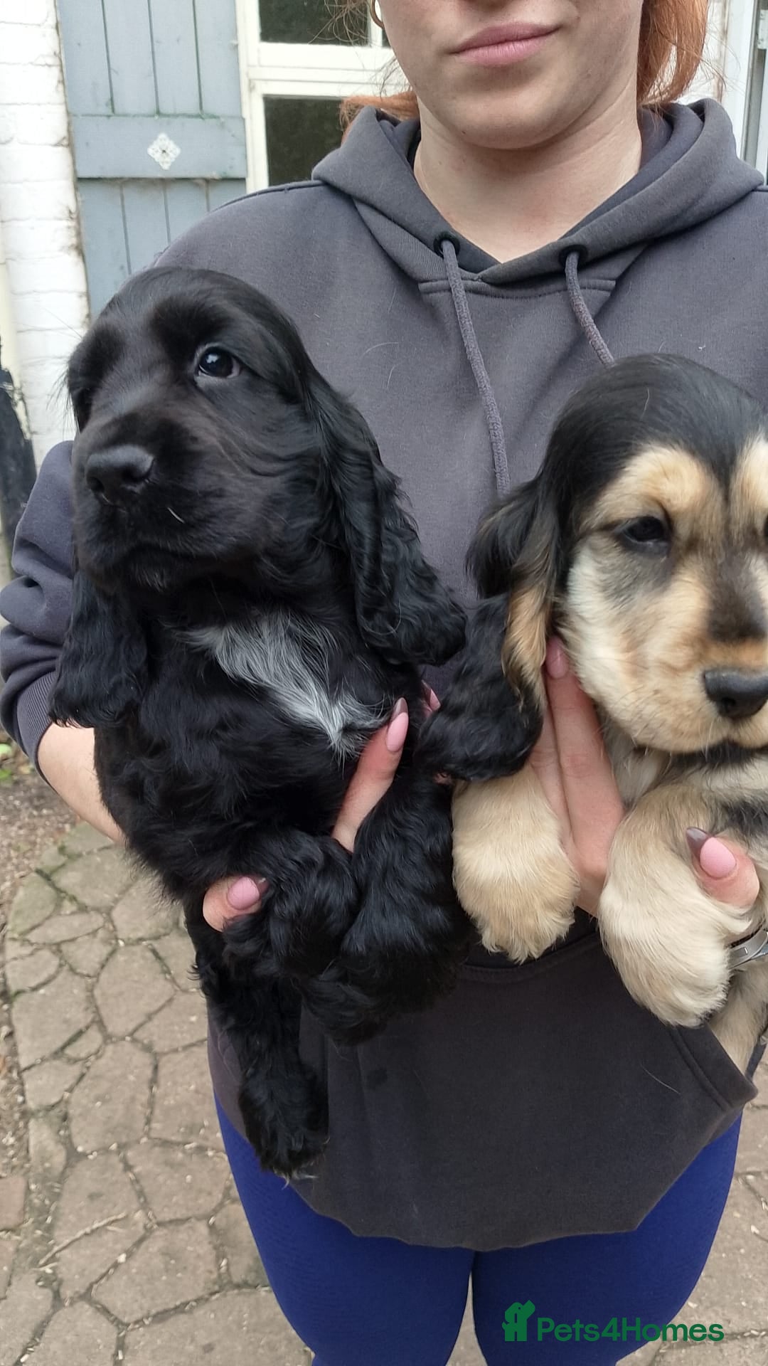 Cocker Spaniel dogs for sale: KC Registered Show type Cocker Spaniels  - Image 18