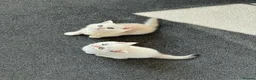 British Shorthair cats for sale: Stunning GCCF Gold/Silver Tipped BSH Kittens - Advert 4