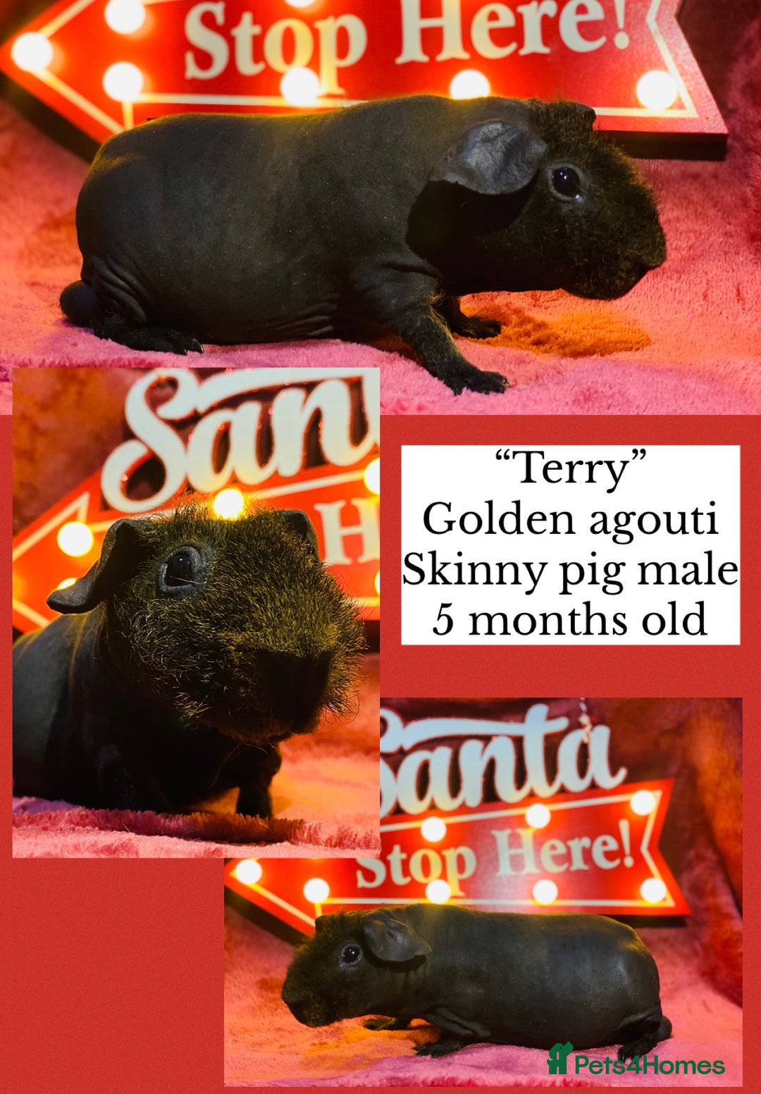 Guinea Pig rodents for sale: Skinny pig and werewolf baby boy pair - Advert 10