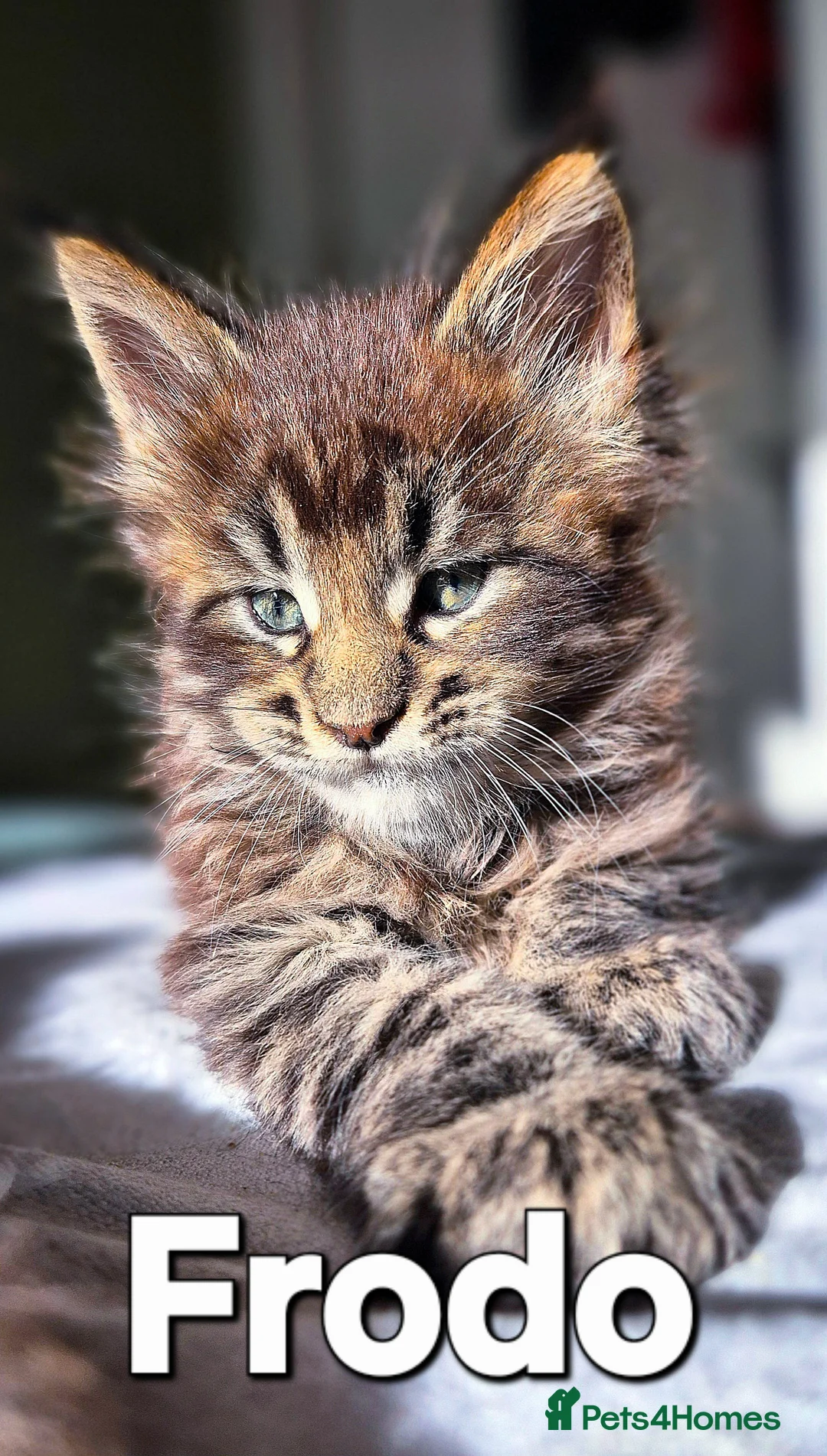 Maine Coon cats for sale: Maine Coon Kittens | TICA Parents | Health Tested - Advert 8