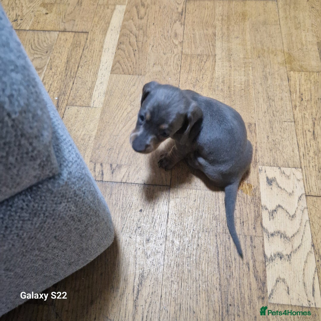 Dachshund dogs for sale: Dachshund puppies  in Driffield - Image 11