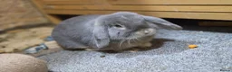 Mini Lop rabbits for sale: Mini lop buck in Neath - Advert 2