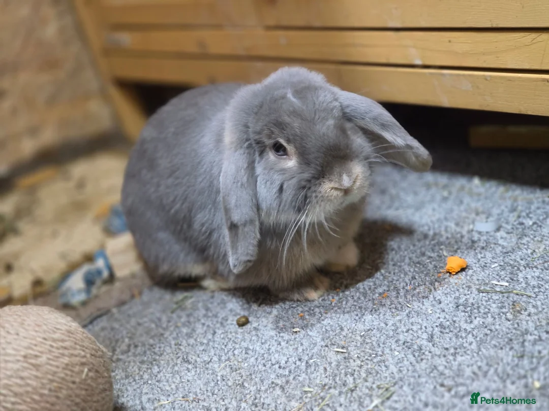 Mini Lop rabbits for sale: Mini lop buck in Neath - Advert 2