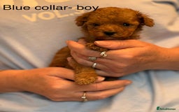 Toy Poodle dogs for sale: Toy poodle puppies  - Image 7