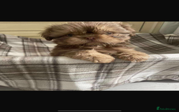 Shih Tzu dogs for sale: Last boy 💙 Stunning imperial boy ( ready now) in Houghton le Spring - Image 4