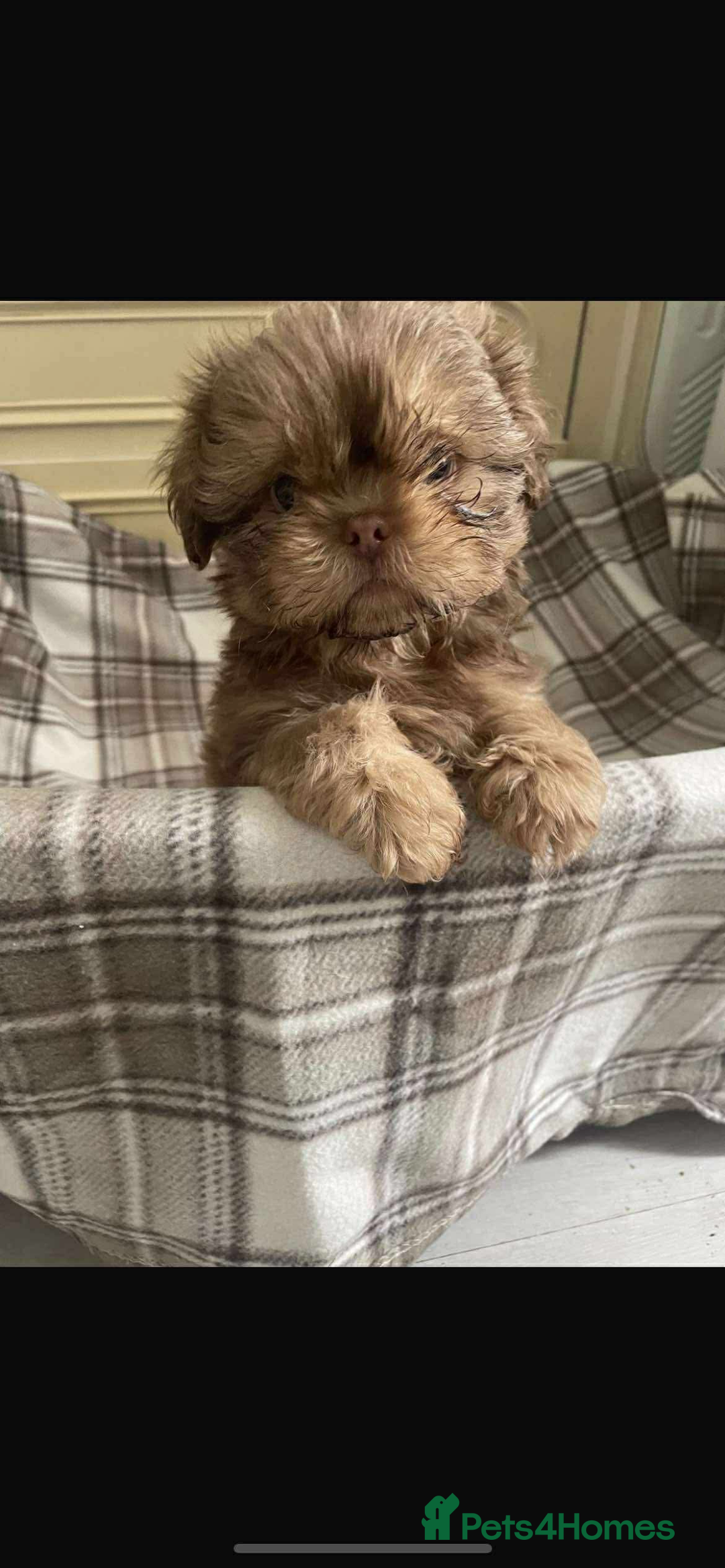 Shih Tzu dogs for sale: Last boy 💙 Stunning imperial boy ( ready now) in Houghton le Spring - Image 4
