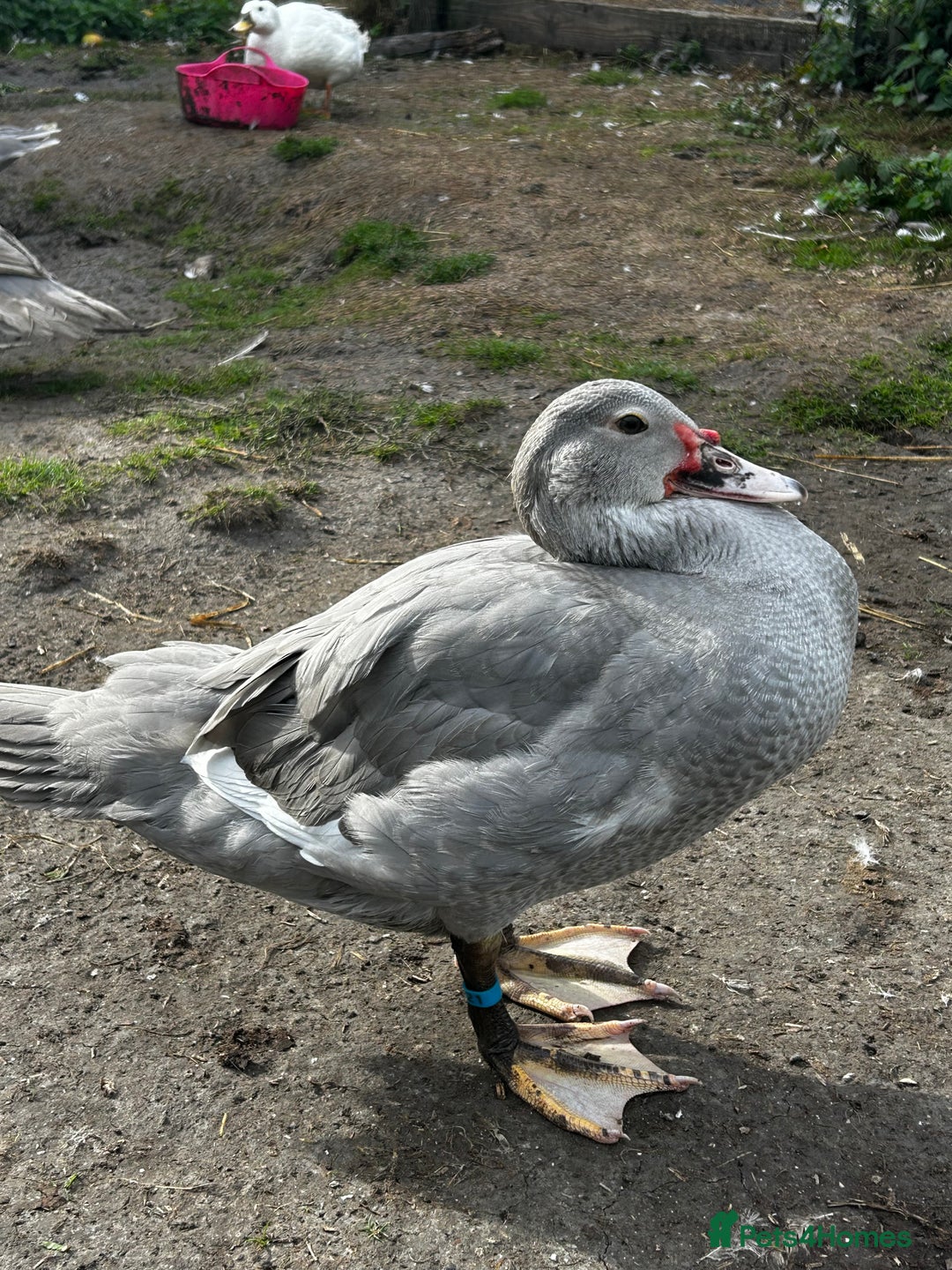 Ducks poultry for sale: 2x Friendly Young Lavender Muscovy Drakes - Image 2