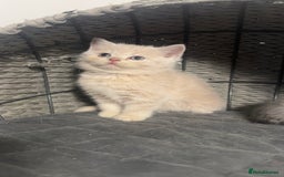 Scottish Fold cats for sale: Gorgeous Scottish kittens available  - Image 12