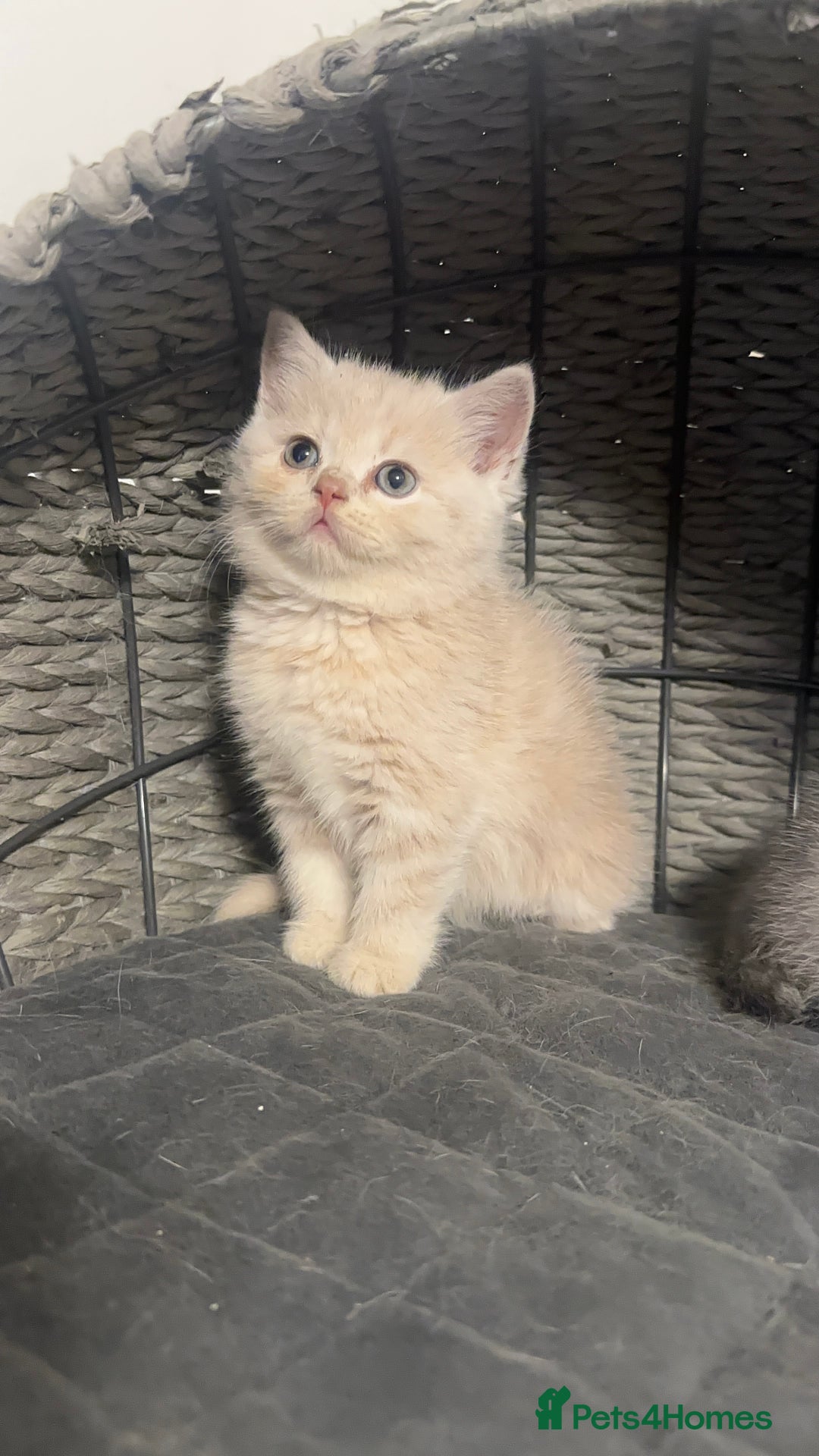 Scottish Fold cats for sale: Gorgeous Scottish kittens available  - Image 12