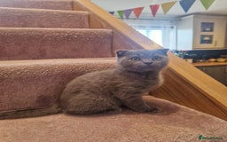 Scottish Fold cats for sale: 1 BSH Boy AVAILABLE. in Sheffield - Image 38