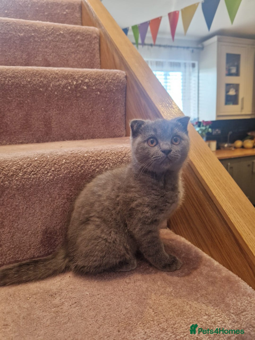 Scottish Fold cats for sale: 1 BSH Boy AVAILABLE. in Sheffield - Image 38