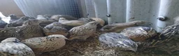 Quail poultry for sale: Lots of pol quail  - Advert 3