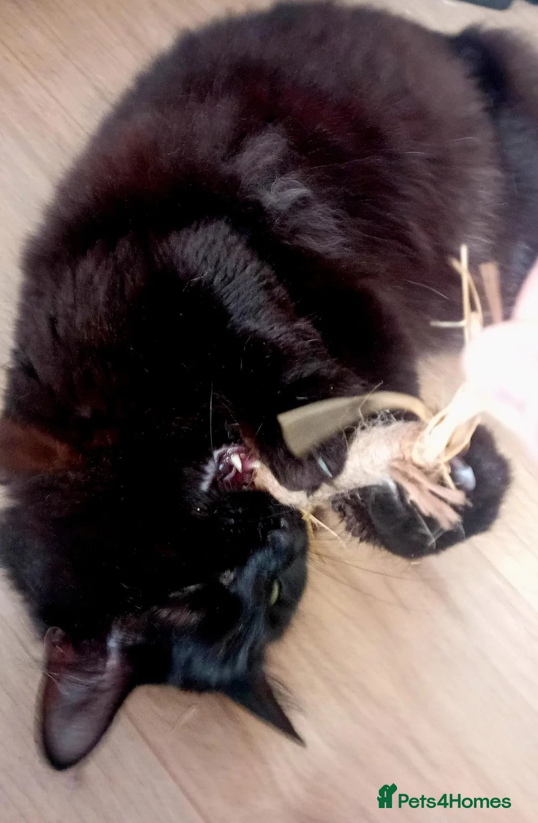 Mixed Breed cats for adoption: A handsome Lad  with a wonderful personality  - Advert 4