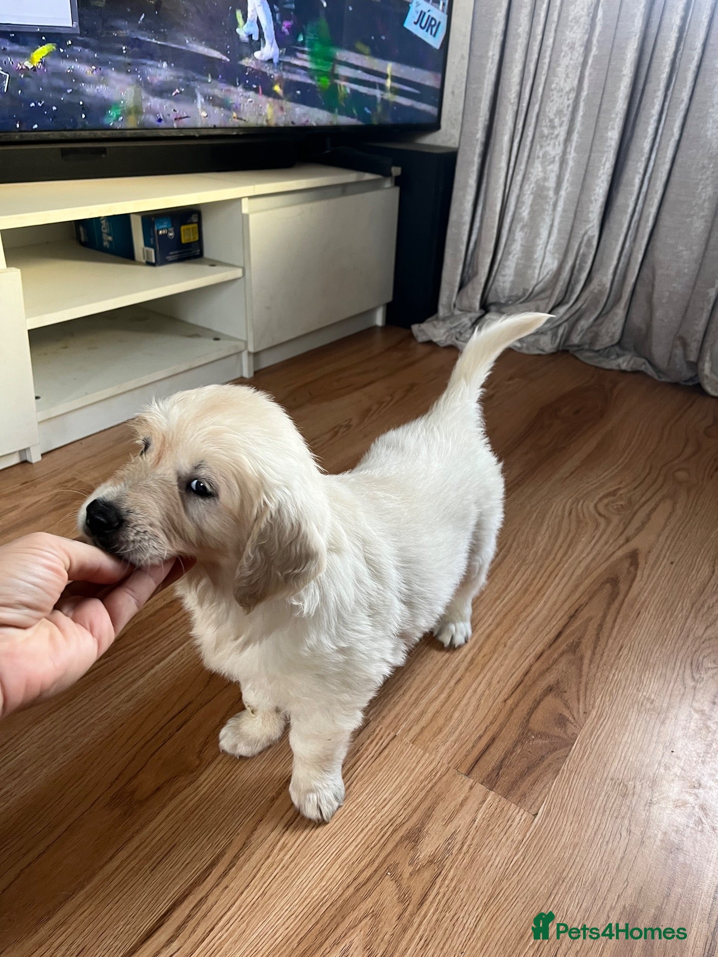 Golden Retriever dogs KC Pure white golden retriever puppies - Advert 2