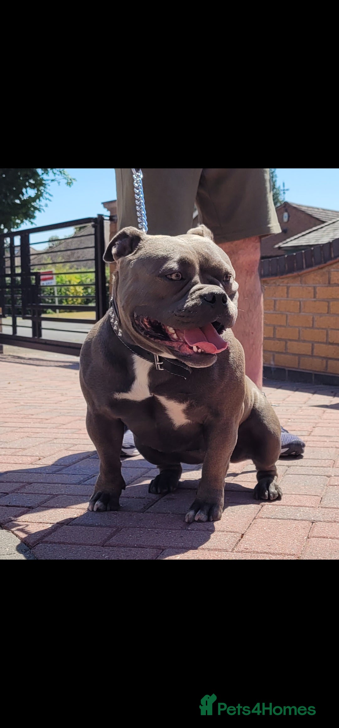 American Bully dogs for sale: 9 week old pocket bully pups, well known bloodline - Image 17