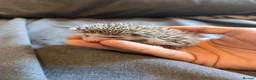 Pygmy Hedgehog rodents for sale: Baby Pygmy Hedgehogs for Sale - Advert 9